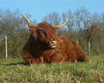 Des animaux pour nous aider